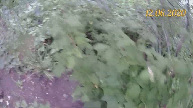 Грецкий орех Идеал. Подкормка грецкого ореха вермикомпостом(биогумусом) в июне 2020г. смотреть онлайн