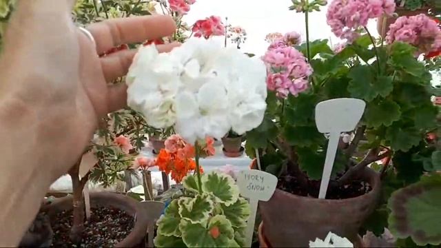 Пеларгонии. Прогулка по теплице,июль '21 смотреть онлайн