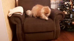 |?ЖИЗНЬ СО ШПИЦЕМ?|?ПОМЕРАНСКИЙ ШПИЦ?|