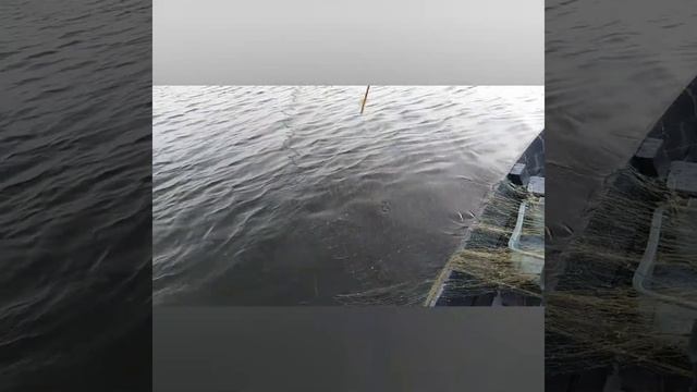 Проверка сетей! смотреть онлайн
