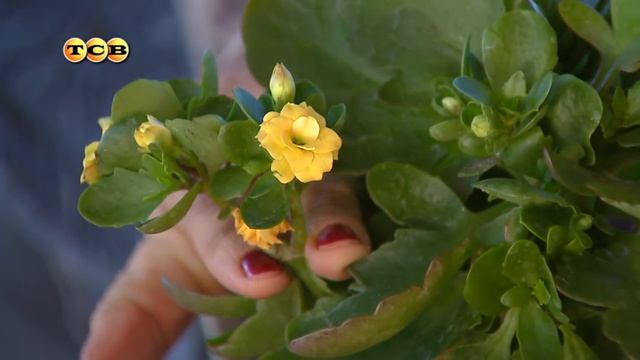 Цветение круглый год. Подбираем растения, чтобы добиться постоянного цветения -Цветочная лавка смотреть онлайн