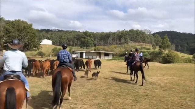 Cattle Muster on Horseback смотреть онлайн