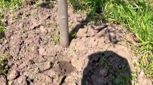 Как расцвело мое дерево груша в саду