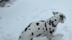 dalmatian Elektra  снег для далматина