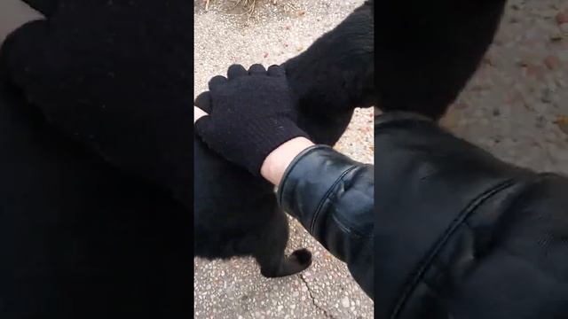 Random Friendly Black Cat смотреть онлайн