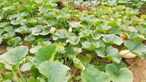 Тыква Малышка