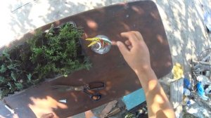 Подкормка укорененных черенков ТУИ, для увеличения объёма корневой системы.