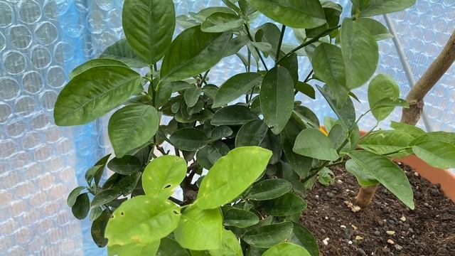 Odc. 93 - Kumquat Meiwa (Citrus fortunella obovata) смотреть онлайн