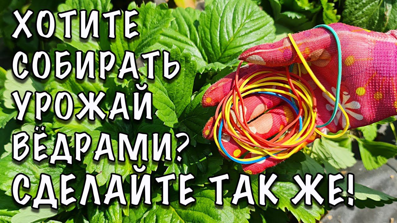 КЛУБНИКУ собираю ВЁДРАМИ! ПОМОГАЮТ РЕЗИНКИ! ГЕНИАЛЬНАЯ хитрость ДЛЯ МАКСИМАЛЬНОГО УРОЖАЯ смотреть онлайн