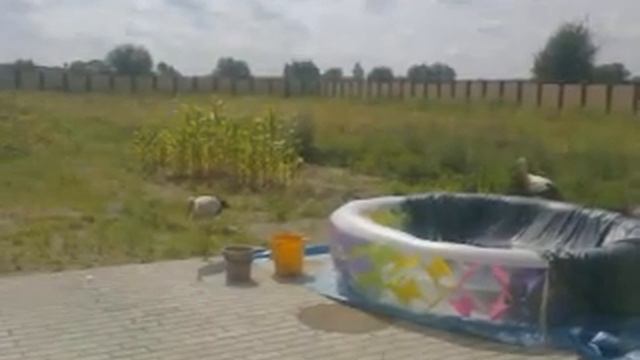 Аисты семейством во дворе смотреть онлайн