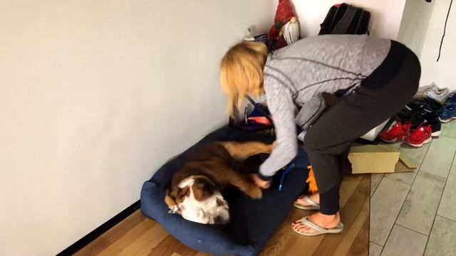 Жора идём гулять, бульдог не хочет гулять смотреть онлайн