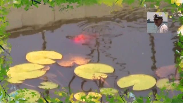 ДЕТИ СМОТРЯТ НА РЫБОК В ПАРКЕ | ДЕКОРАТИВНЫЕ КАРПЫ смотреть онлайн