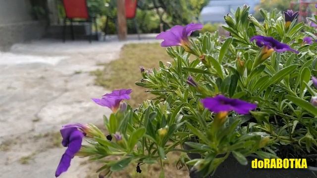 Навес из винограда через 3 месяца, мангал из кирпича, зона отдыха, благоустройство двора DoRABOTKA