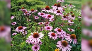Эхинацея в ландшафтном дизайне, в цветнике, на клумбе