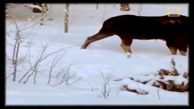 Лось скидывает рога.The elk throws off horns смотреть онлайн