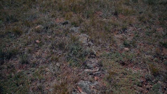 Древняя надпись ом мани падме хум на санскрите смотреть онлайн