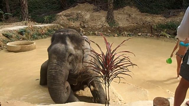 Пхукет2020 Слоновья ферма в провинции ПХАНГ НГА смотреть онлайн