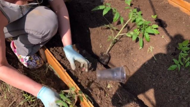 Моя мама - дачник #2 Сажает помидоры и огурцы смотреть онлайн