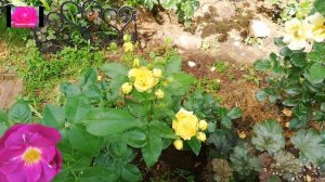 Роза Чайнатаун. Советы начинающим розоводам.