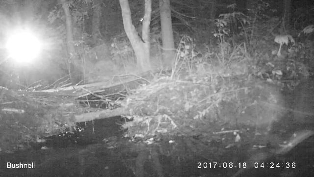 Норка Висимский заповедник 18 08 17 смотреть онлайн