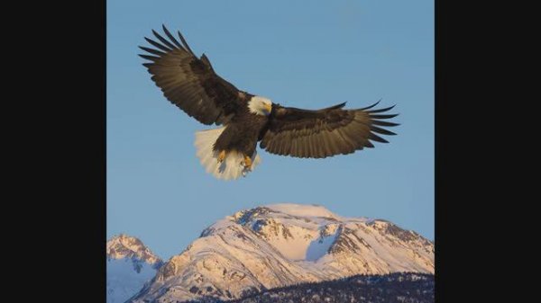 11 Marsel Saitov - Polet kondora