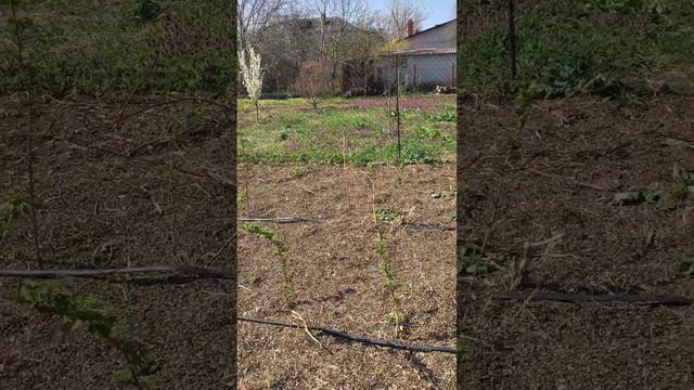 Малина после снега. смотреть онлайн