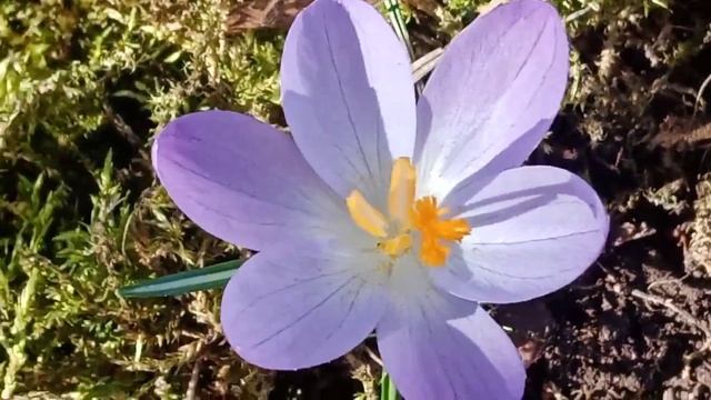 подснежники цветут смотреть онлайн