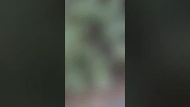 ? МОЖЖЕВЕЛЬНИК СКАЛЬНЫЙ СКАЙРОКЕТ смотреть онлайн