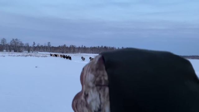 В год крысы рагу из крысы ? ( Приятного аппетита ) Ондатра -Якутия смотреть онлайн