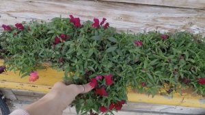 АМПЕЛЬНЫЙ ЛЬВИНЫЙ ЗЕВ  ОБЗОР ЦВЕТЕНИЯ.2021