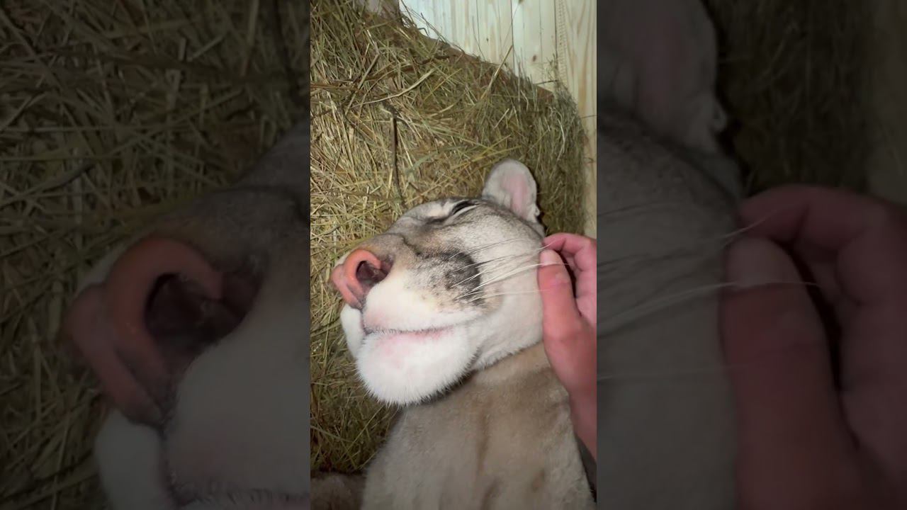The sweetest nose    #puma #cougar #cat #bigcat #pumaBraige