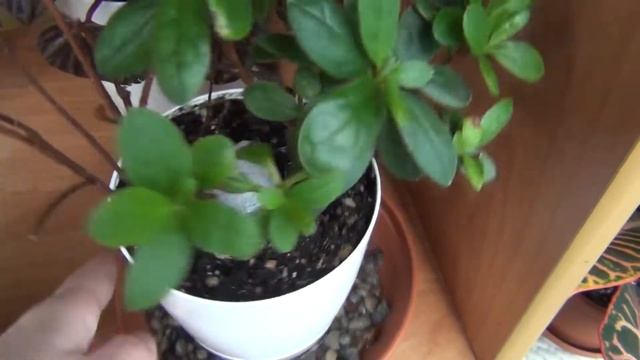 Как спасти АЗАЛИЮ смотреть онлайн