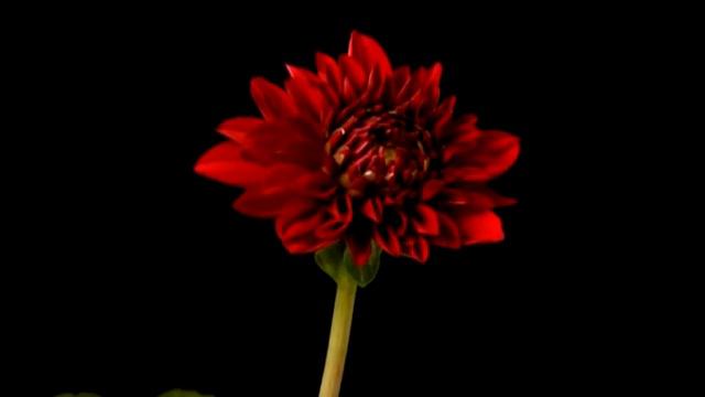 видео поздравления из фотографий смотреть онлайн