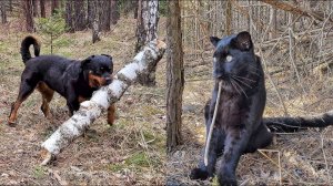 ??? Ротвейлер Венза научила пантеру Луну грызть палки. ?? Ох уж эти смешные коты и собаки