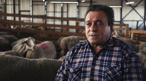 Как отнимать ягнёнка от овцы после окота