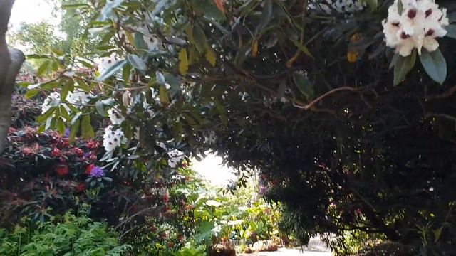 Rhododendrons at Birmingham Botanical Gardens, May 2018 смотреть онлайн