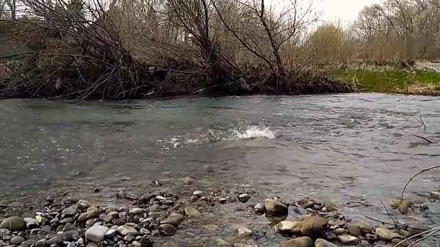 Нерест подуста в притоках р.Прут. смотреть онлайн