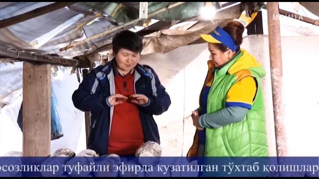 Tomorqa+ | Қўзиқорин етиштириш орқали бизнес [27.01.2020] смотреть онлайн