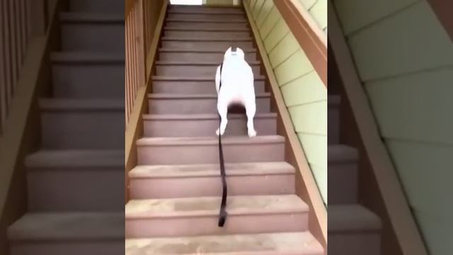 Видео,приколы,юмор,смех смотреть онлайн