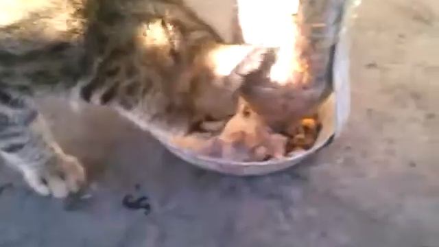 Кормушка для кошки за пять минут. смотреть онлайн