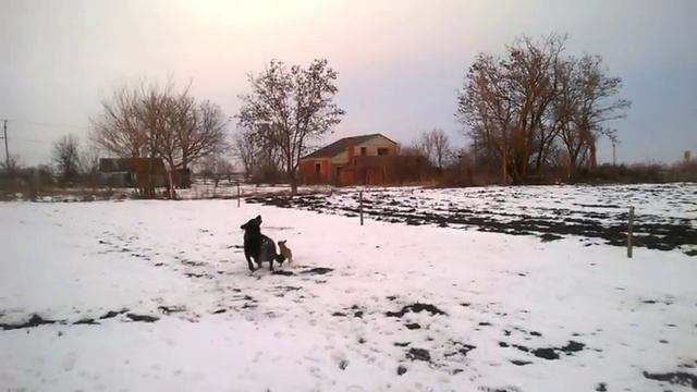 прикол собака охотится на квадрокоптер смотреть онлайн