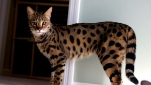 Порода кошек. Саванна.Самая необычная,крупная,редкая и очень дорогая кошка