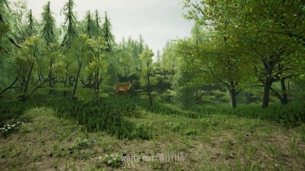 Forest Camp Fire Daytime Zoom Video Background