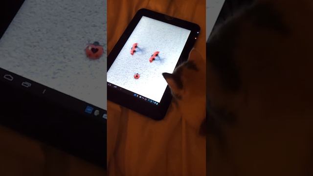 Cat On An App смотреть онлайн