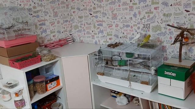 Все вещи моих попугаев |Что нужно для волнистого попугая смотреть онлайн