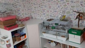 Все вещи моих попугаев |Что нужно для волнистого попугая