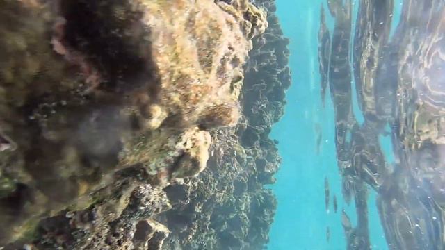 Остров Роатан, Гондурас. Рифы в Карибском море. Roatan, Iron Shore 1. By Sam Zilman