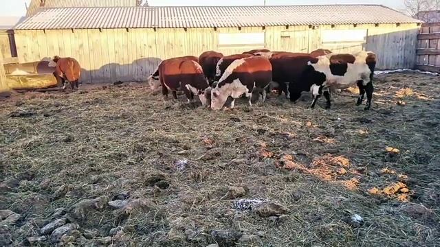 Герефорды 2022. Обзор и советы для начинающих фермеров смотреть онлайн