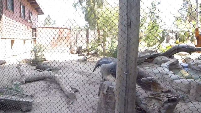 муравьед в зоопарке смотреть онлайн