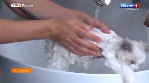 Особенности породы рэгдолл и как за ними ухаживать в домашних условиях в телепрограмме «Утро России